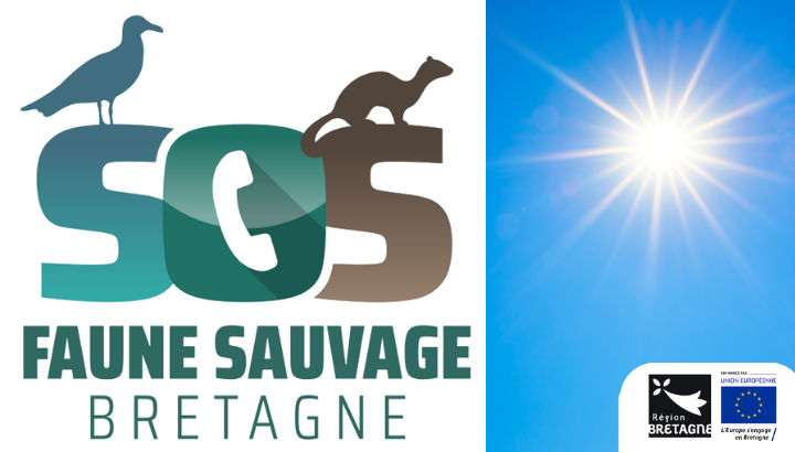 SOS Faune Sauvage : après la canicule un premier bilan alarmant